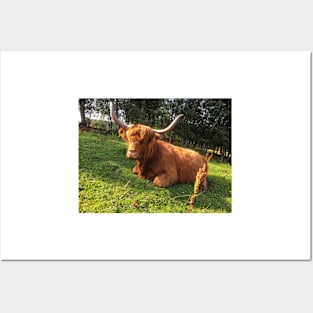 Scottish Highland Cattle Cow 2063 Posters and Art